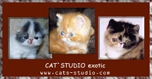 CATS-STUDIO